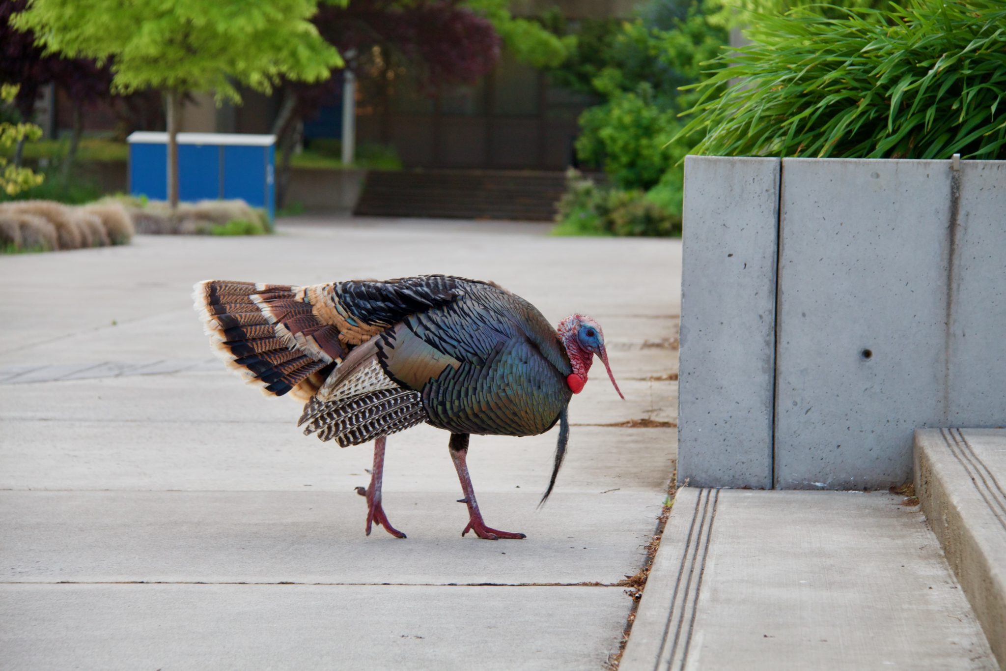 One of the campus turkeys in front of the center building